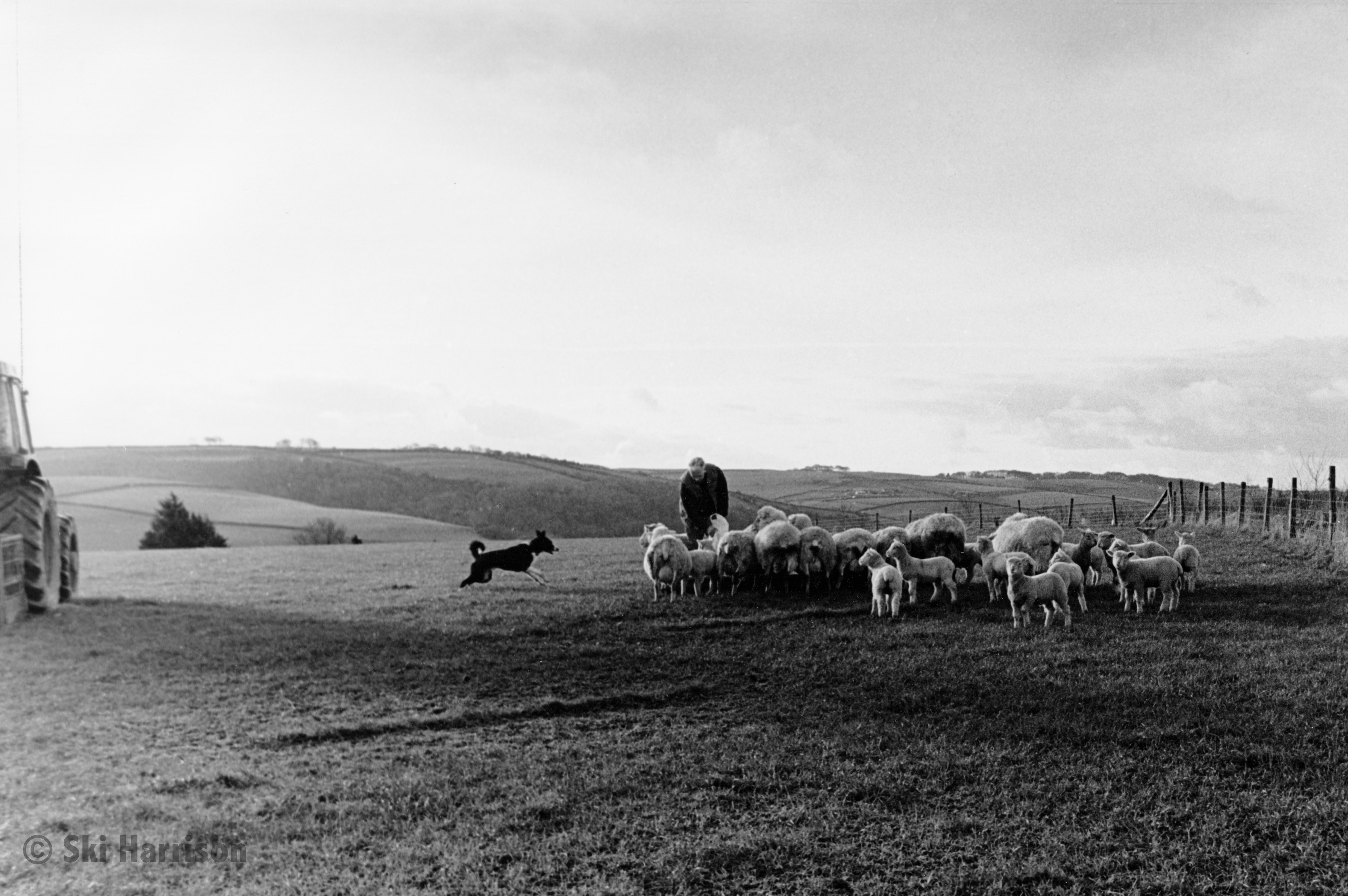 CS19 - David Geatches with his sheep. Longlands, East Cornworthy, 1999