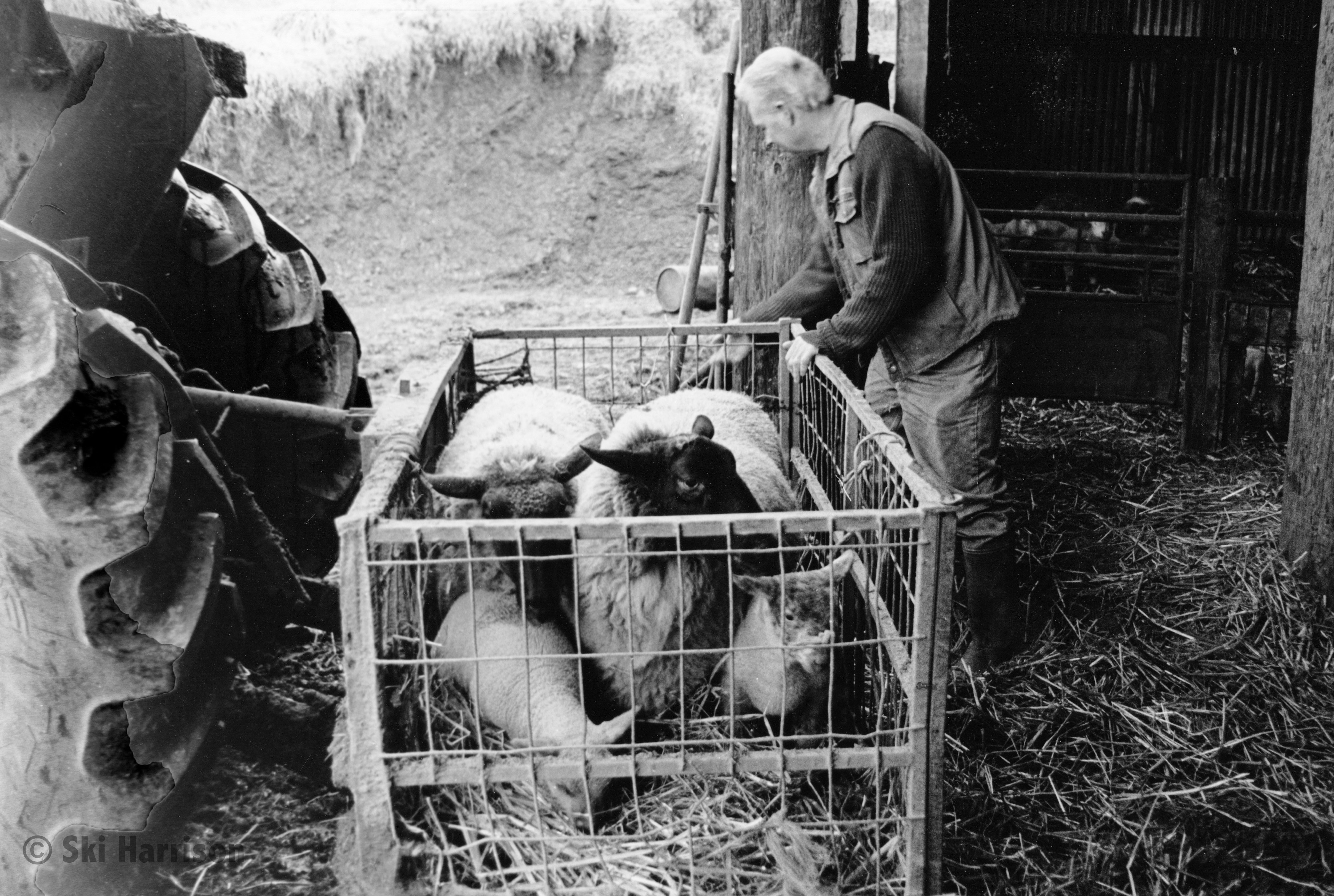 CS20 - David Geatches with his lambs and ewes. Court Prior Farm, Cornworthy, 1999