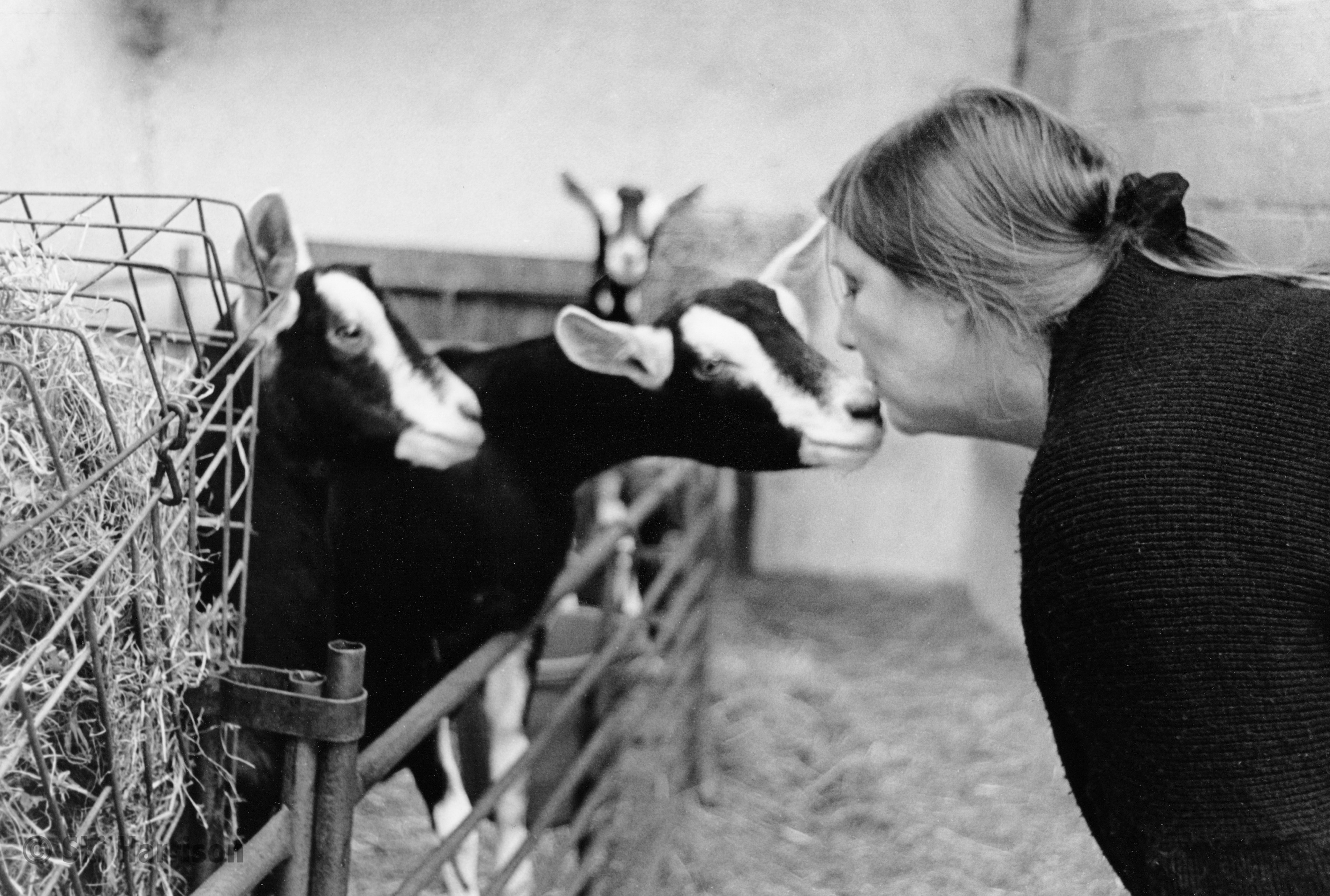 CS29 - Maggie Logan with her British Alpine kids. Berries Farm, Cornworthy, 1999