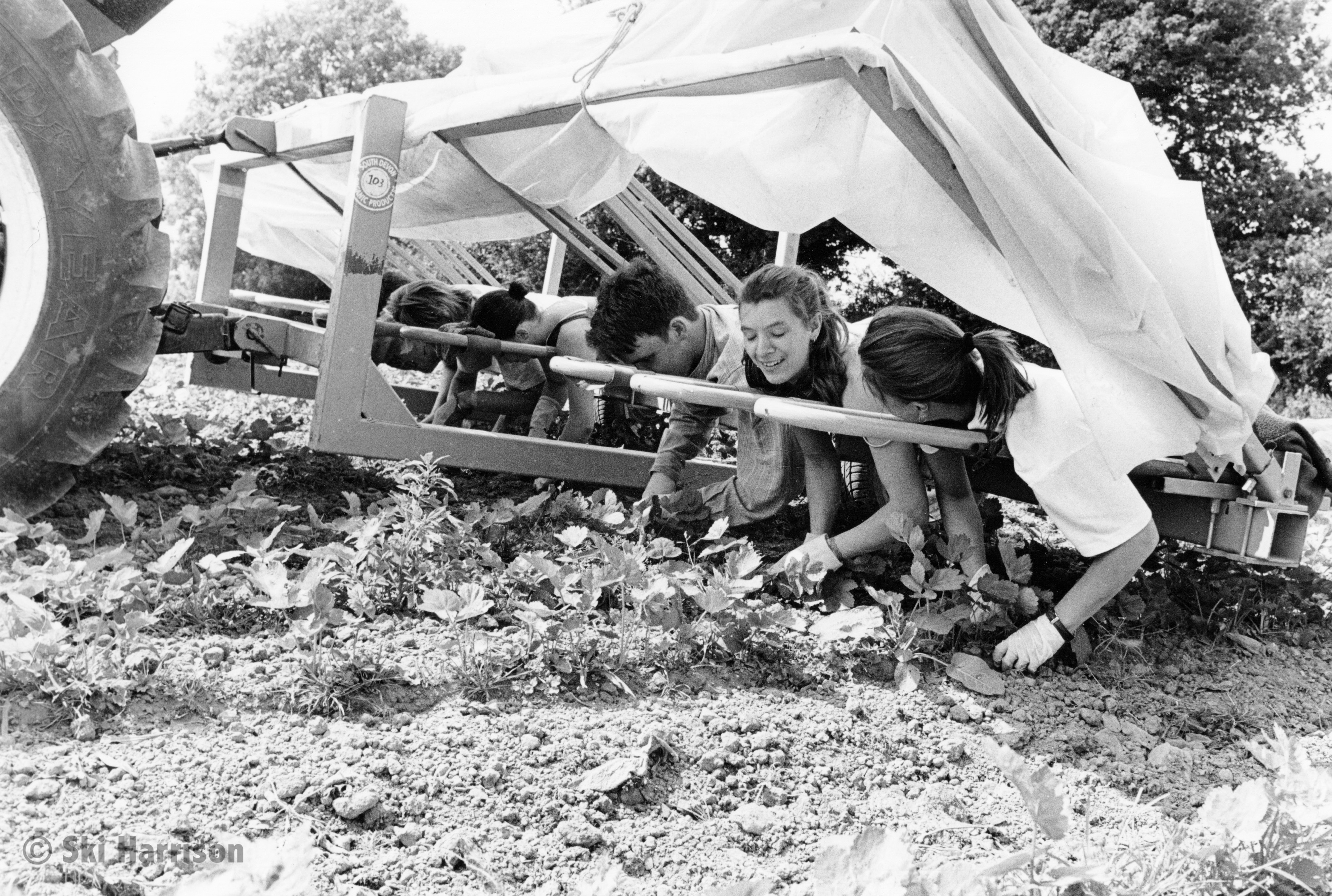 CS34 - South Devon Organic Producers weeding organic parsnips for James Skevington. Rowden (Malcolm Dixon's farm), 2000