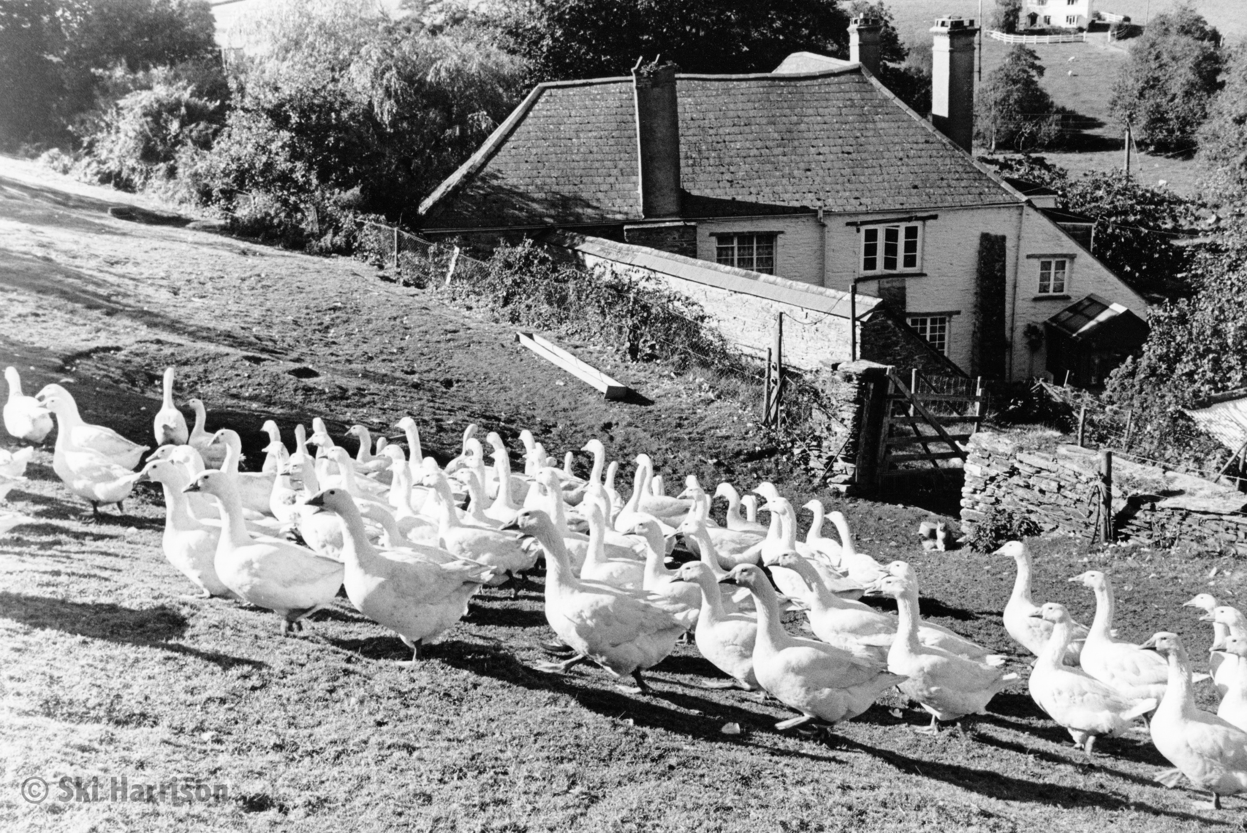 CS35 - James and Karen Skevington's Geese. Lower Washbourne Farm, 1999