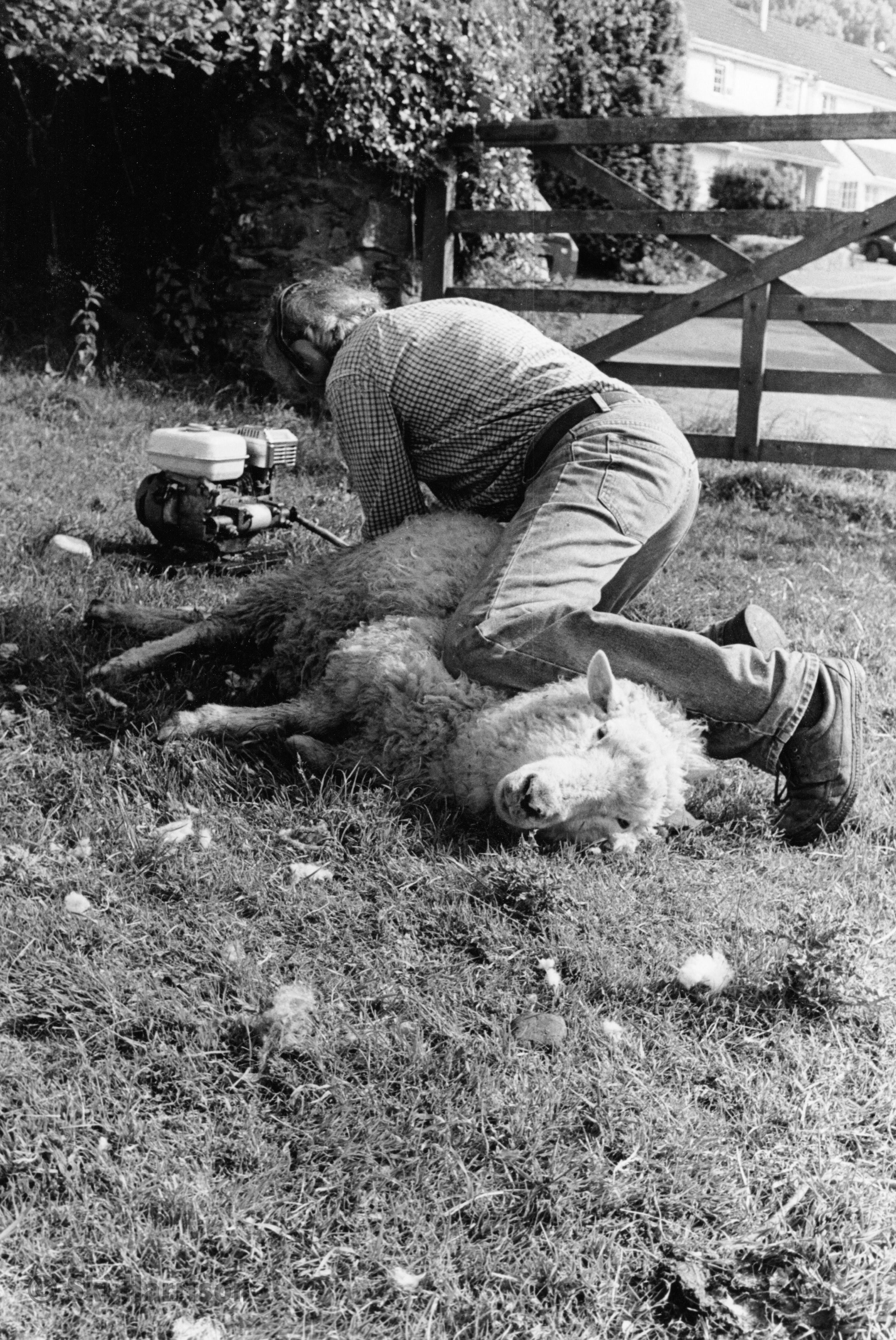 CS36 - Terry Collings shearing his sheep. Tuckenhay, 2000