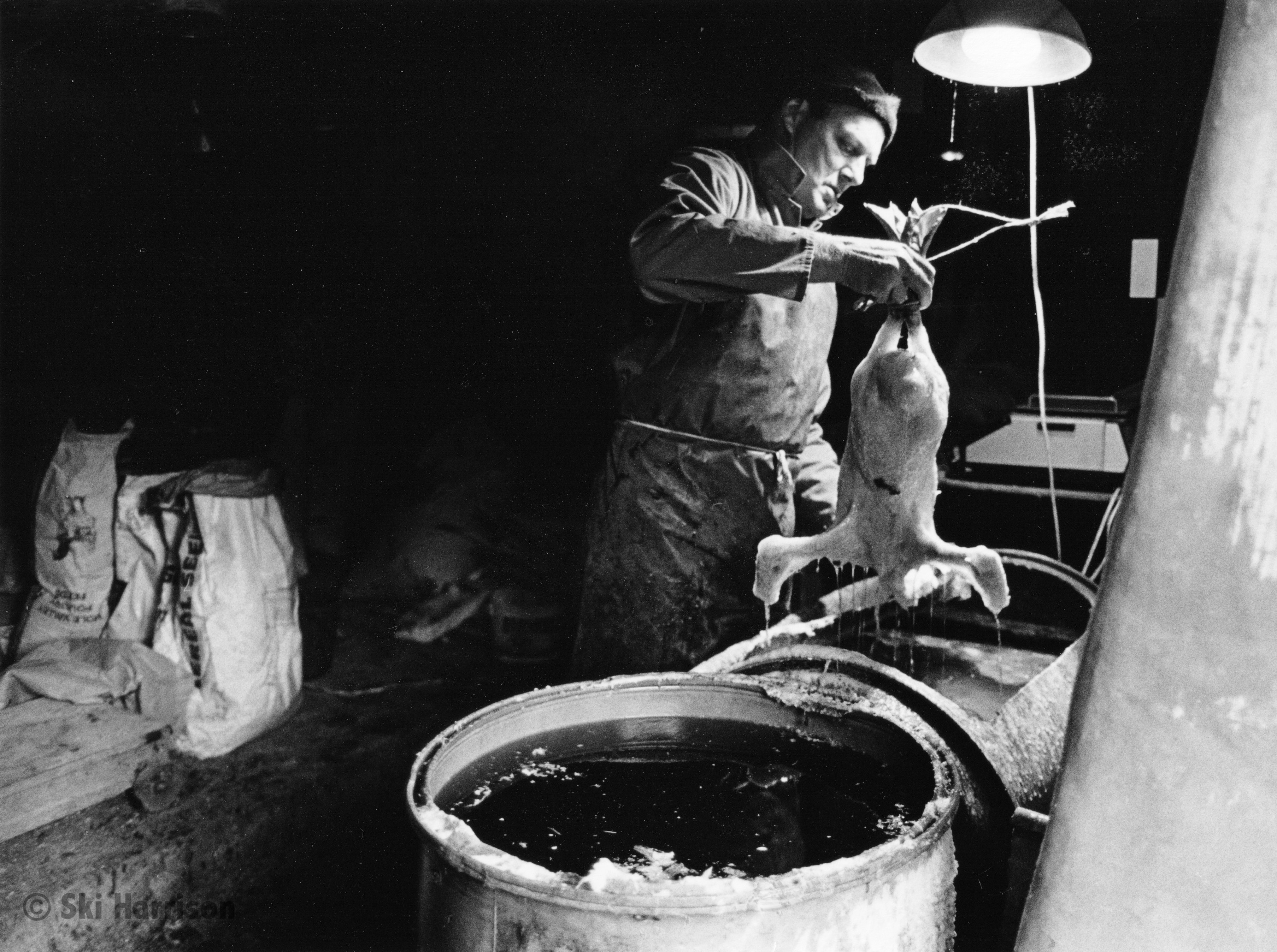 CS37 - Jeff Marshall dipping a goose in wax. 300 birds are prepared each Christmas. Lower Washbourne Farm, 1999