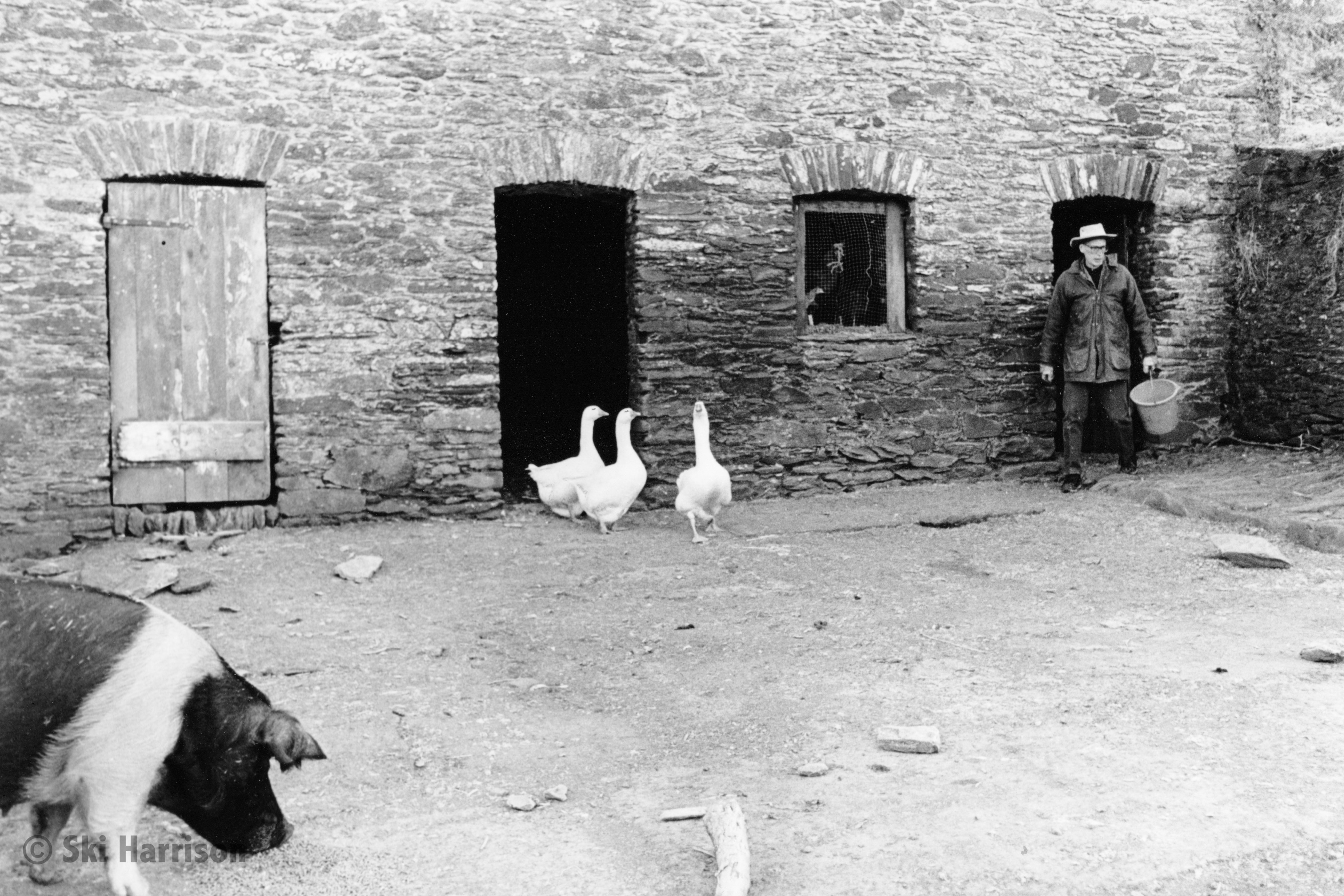 CS38 - Tom Jaine feeding his geese and Mabel the pig. Allaleigh, 2000