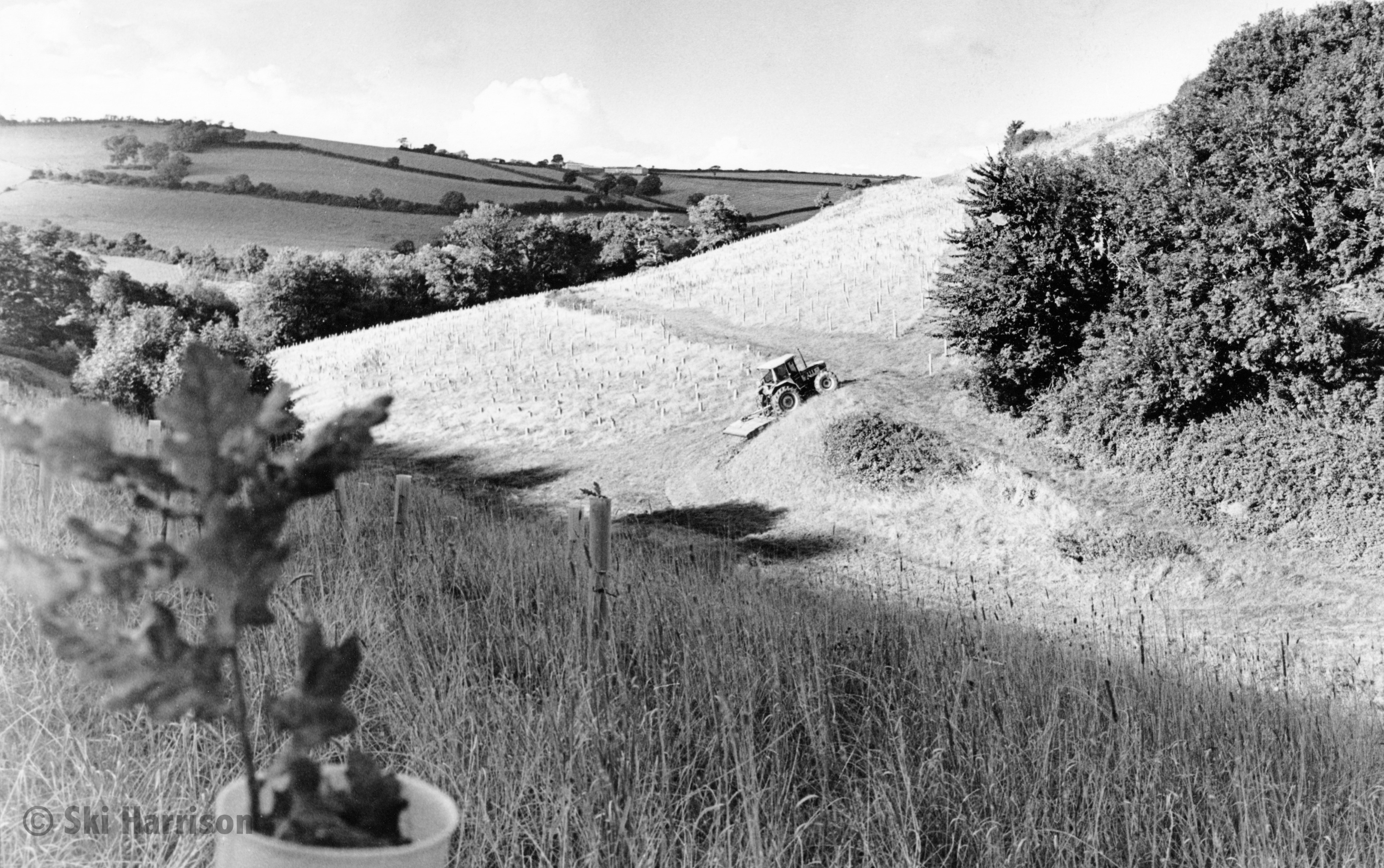 CS60 - David Geatches cutting the paths in the newly planted Charleycombe Wood. 2000